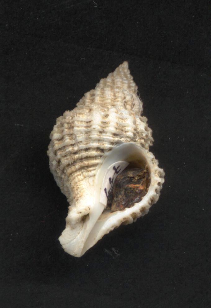 Coralliophila  panormitana